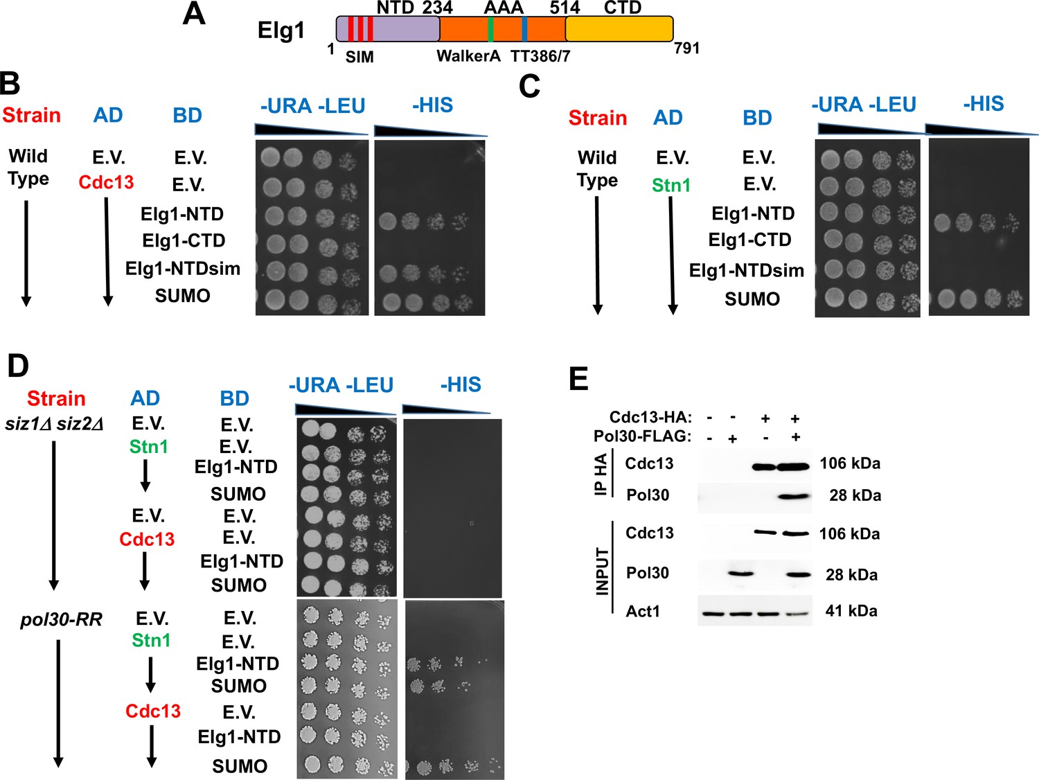 Control Of Telomere Length In Yeast By Sumoylated Pcna And The Elg