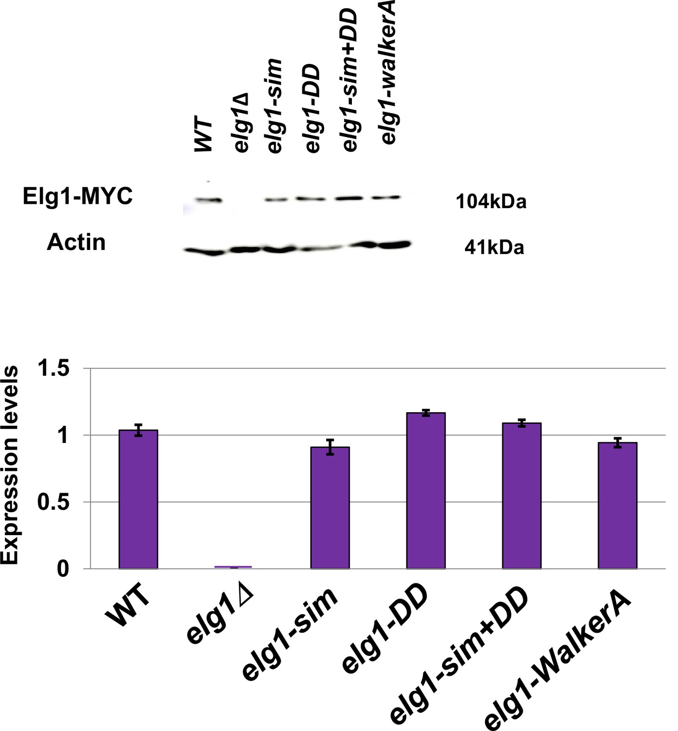 Figures And Data In Control Of Telomere Length In Yeast By Sumoylated