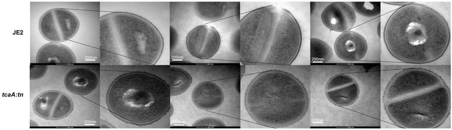 Staphylococcus Aureus Cells, Heat-Inactivated
