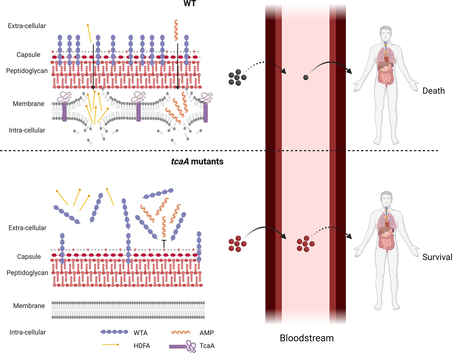 Are teicoplanin-non-susceptible Staphylococcus epidermidis strains  increasing?