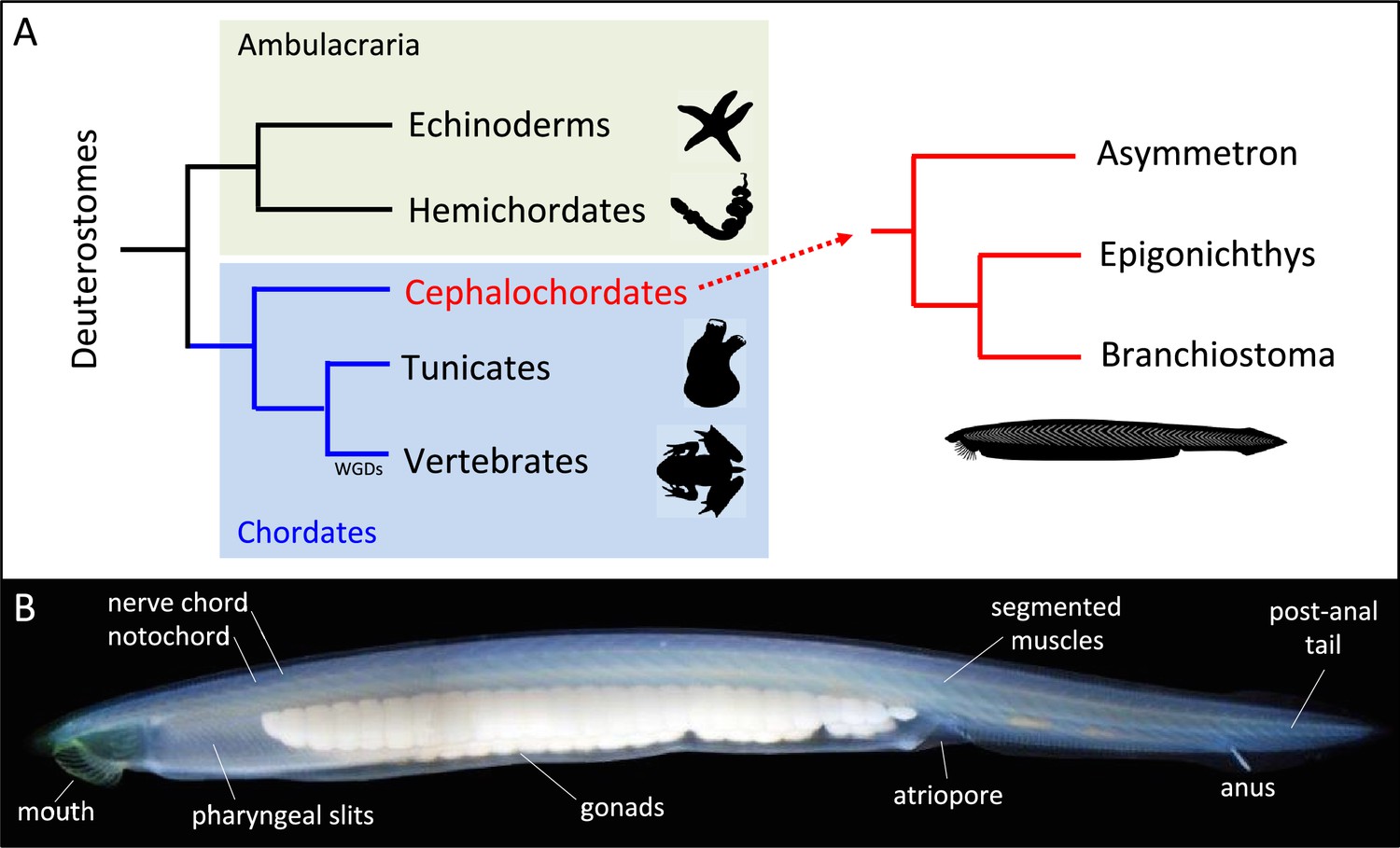 The Natural History of Model Organisms: Amphioxus as a model to study ...