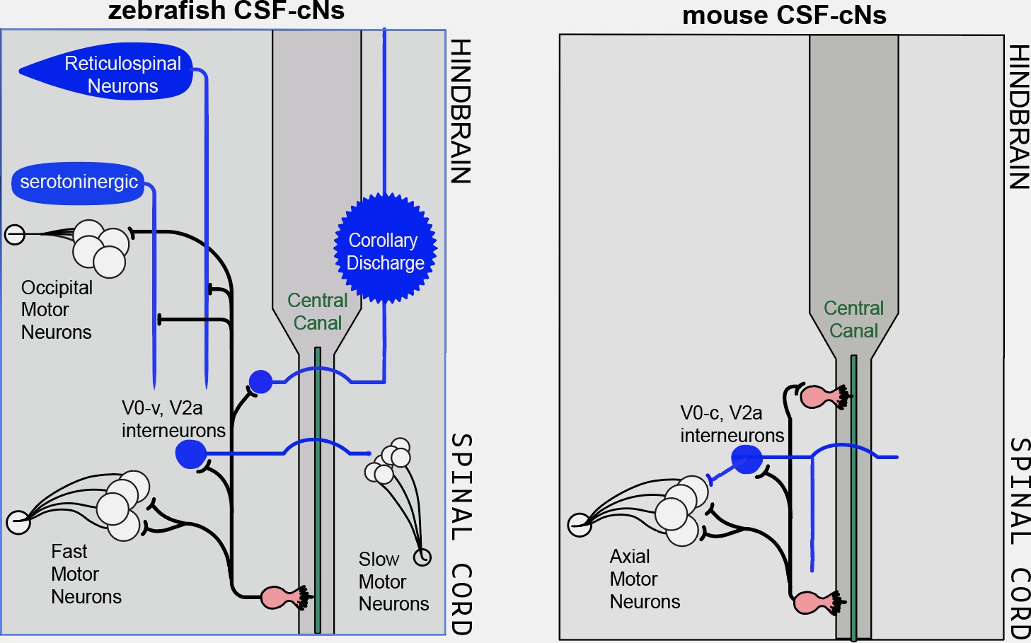 Locomotion: Unraveling the roles of cerebrospinal fluid-contacting