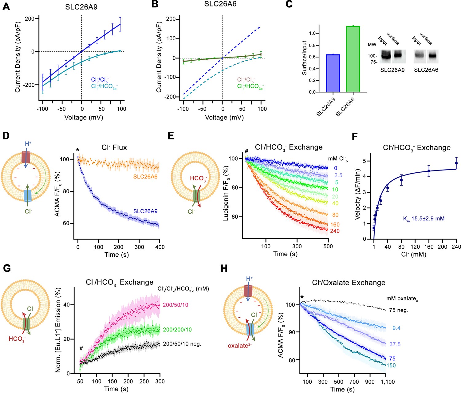 Structural And Functional Properties Of The Transporter SLC26A6 Reveal ...