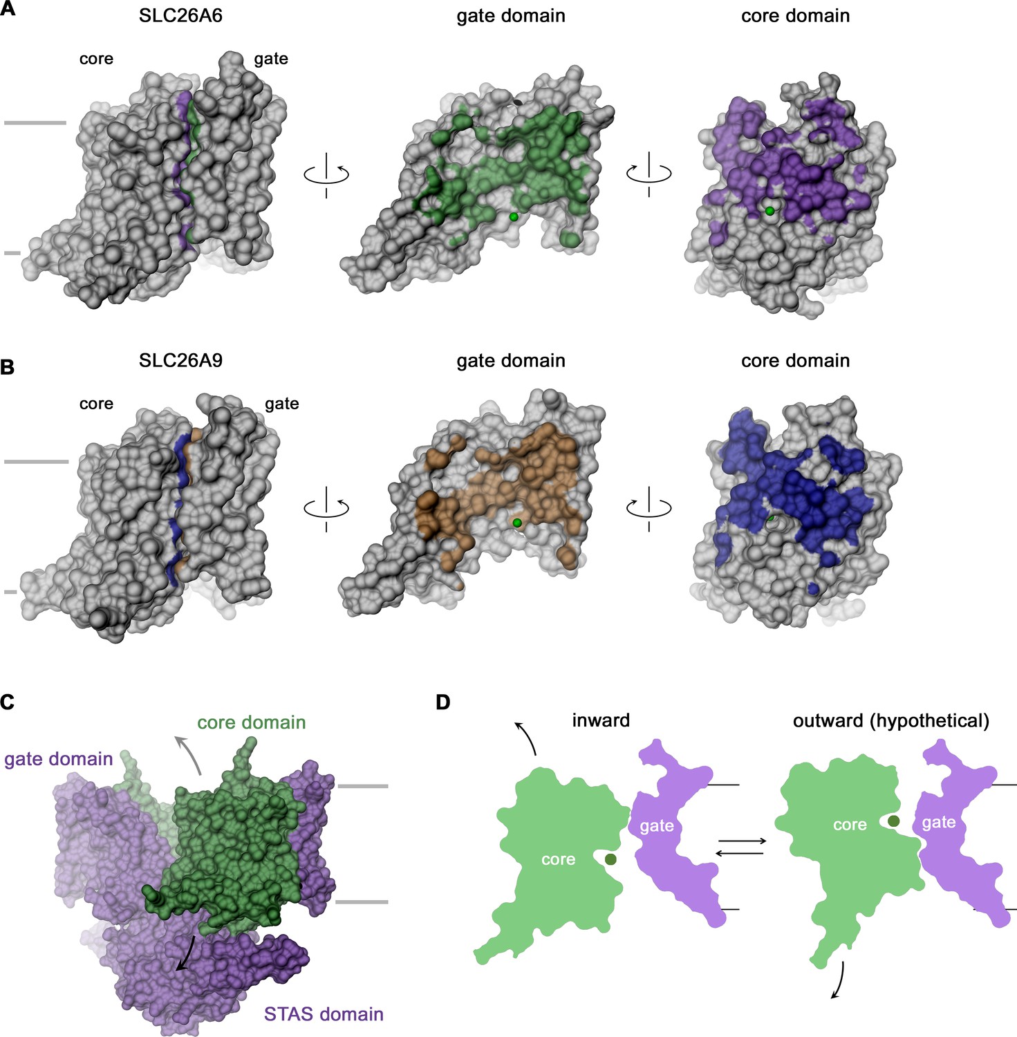 Figures And Data In Structural And Functional Properties Of The ...