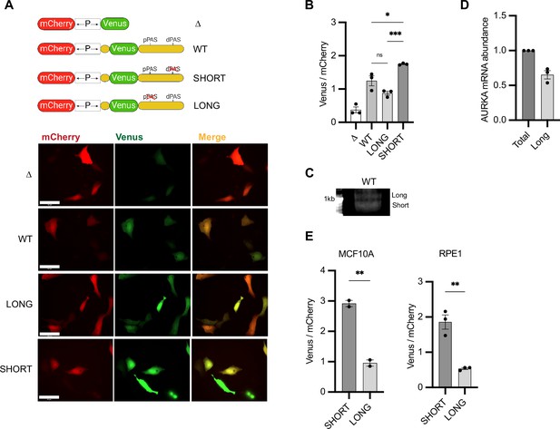 Differential Translation Of MRNA Isoforms Underlies Oncogenic