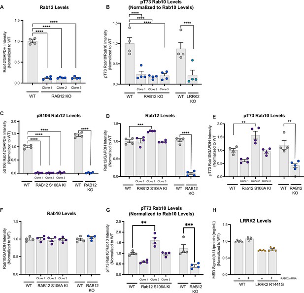 Figures and data in Rab12 is a regulator of LRRK2 and its activation by ...