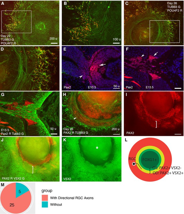 Self Formation Of Concentric Zones Of Telencephalic And Ocular Tissues