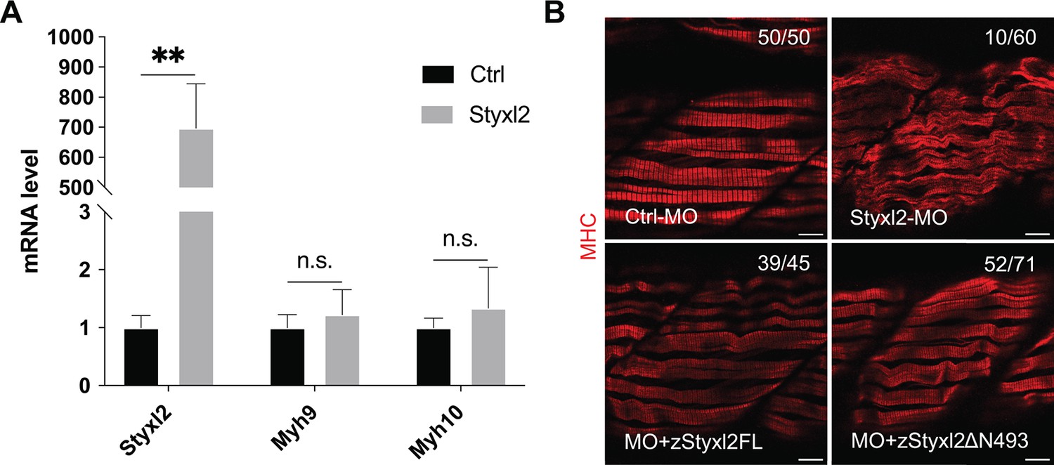 Styxl2 regulates de novo sarcomere assembly by binding to