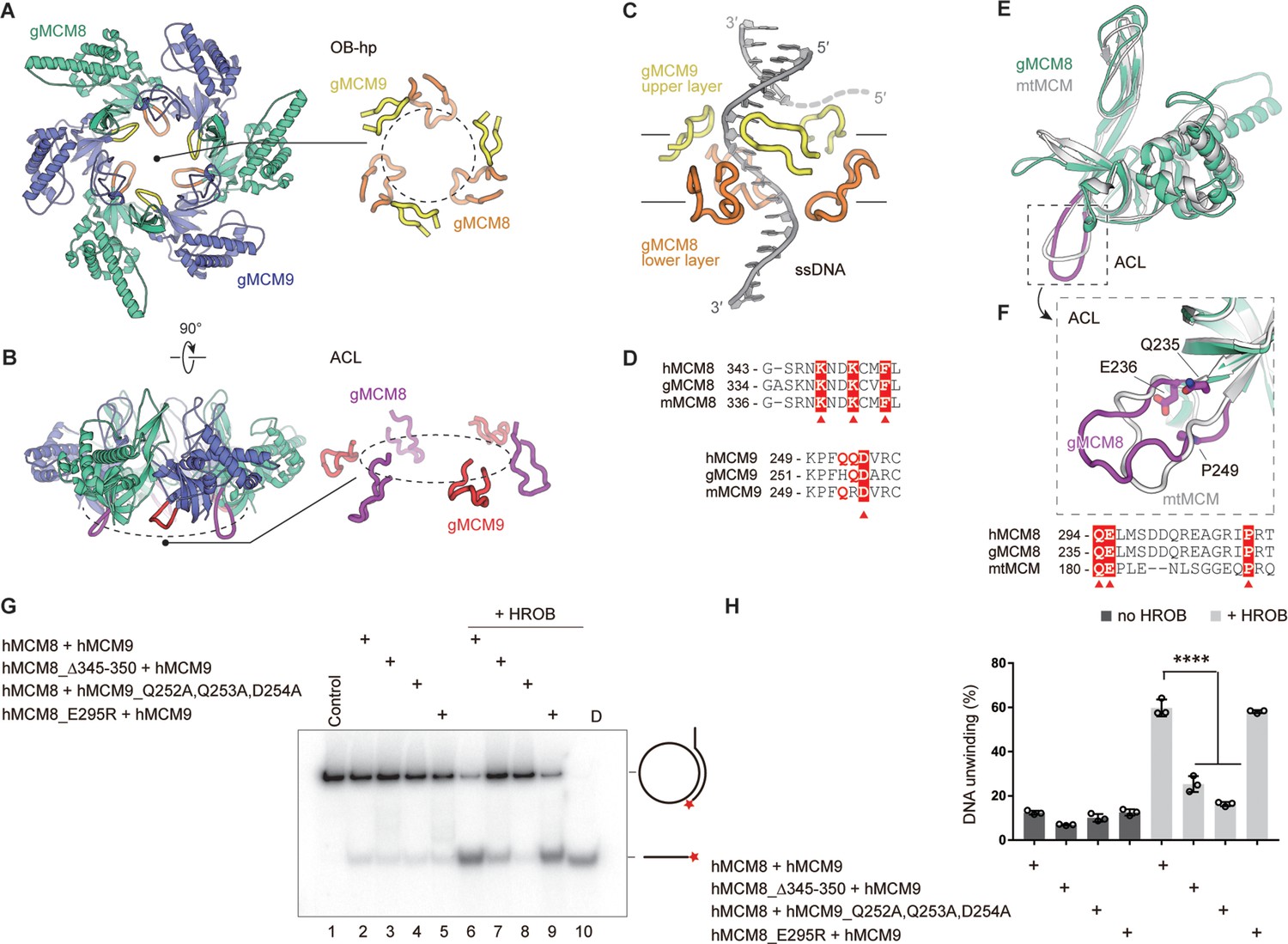 Structural and mechanistic insights into the MCM8/9 helicase complex ...