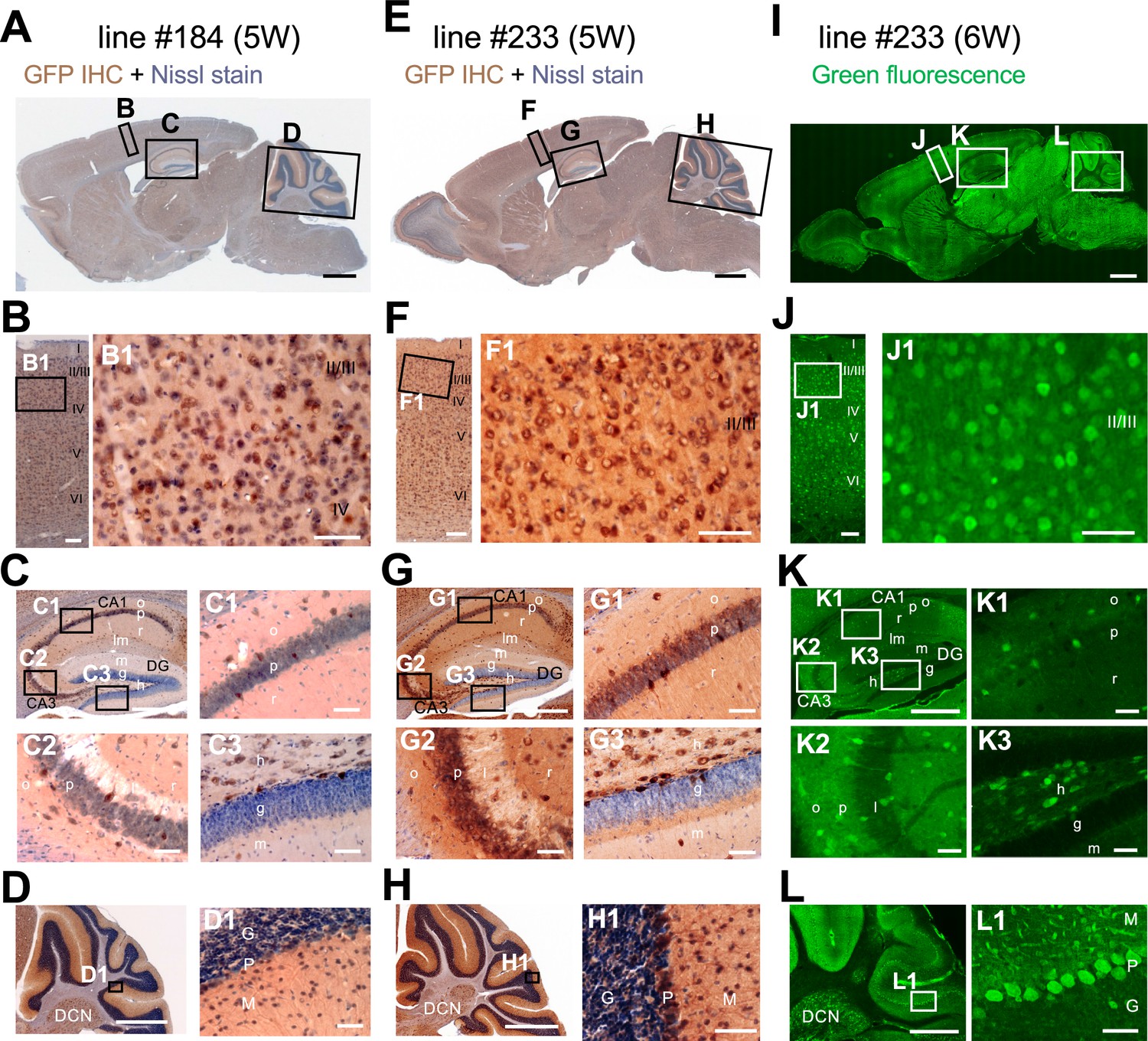 Figures And Data In Scn1a Gfp Transgenic Mouse Revealed Nav11 Expression In Neocortical 3868