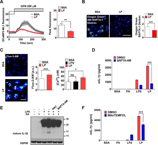 Er To Lysosome Ca Refilling Followed By K Efflux Coupled Store