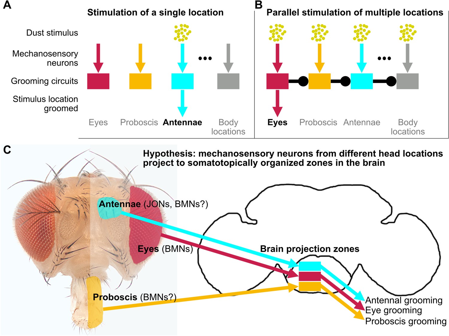 Figures and data in Somatotopic organization among parallel sensory ...