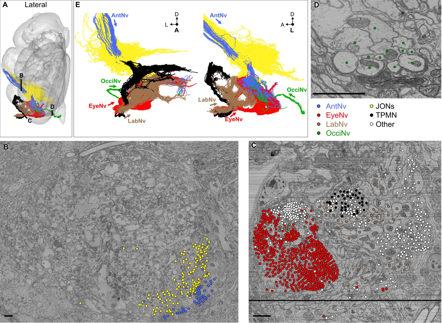 Figures And Data In Somatotopic Organization Among Parallel Sensory