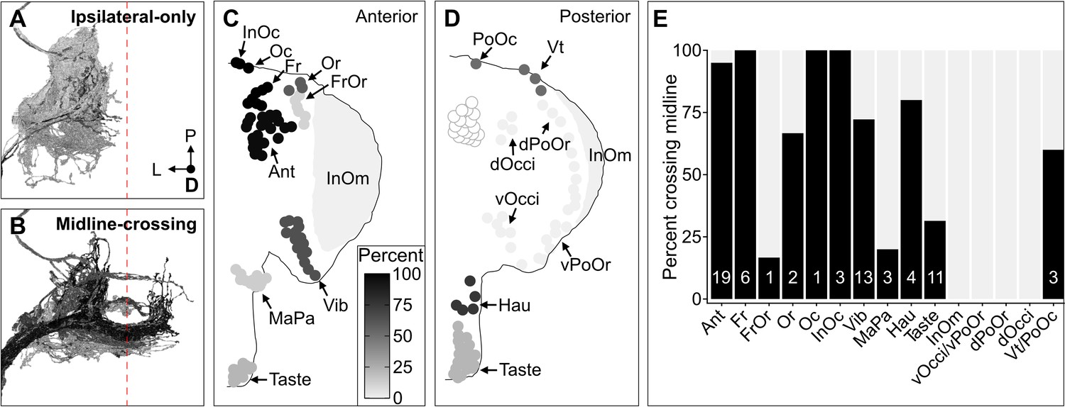 Somatotopic Organization Among Parallel Sensory Pathways That Promote A