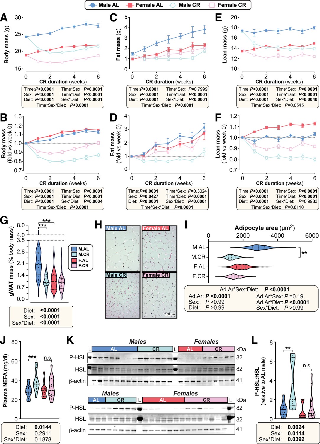 The Effects Of Caloric Restriction On Adipose Tissue And Metabolic Health Are Sex And Age 3611