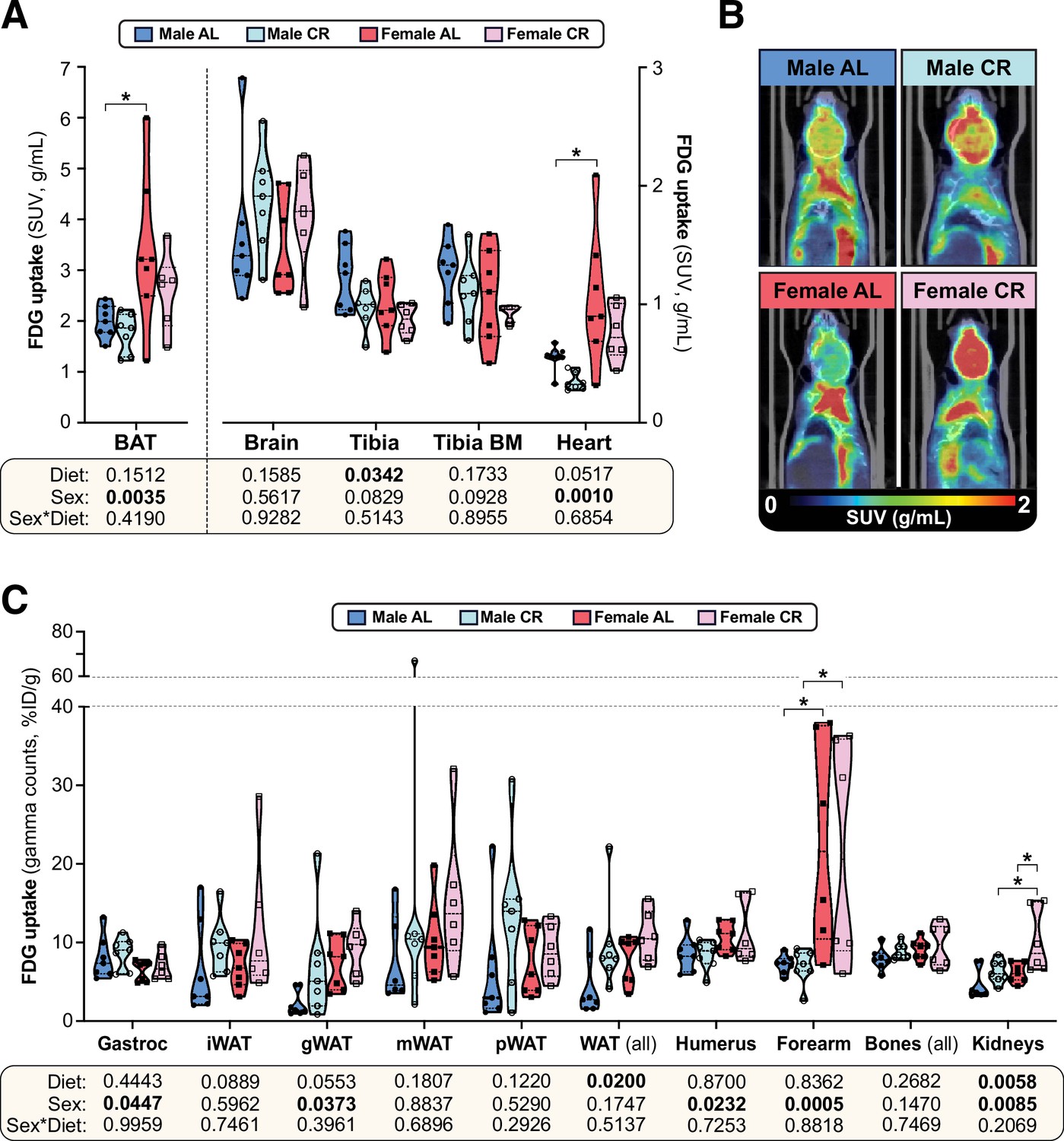 The Effects Of Caloric Restriction On Adipose Tissue And Metabolic Health Are Sex And Age 5284