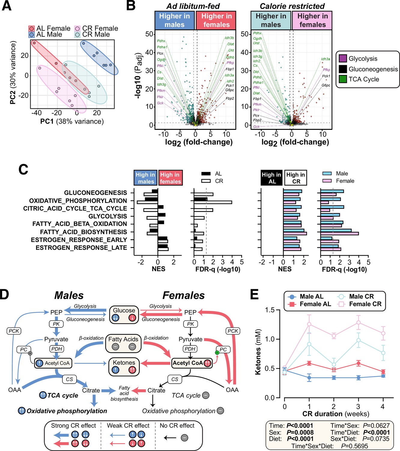 The Effects Of Caloric Restriction On Adipose Tissue And Metabolic Health Are Sex And Age 6187