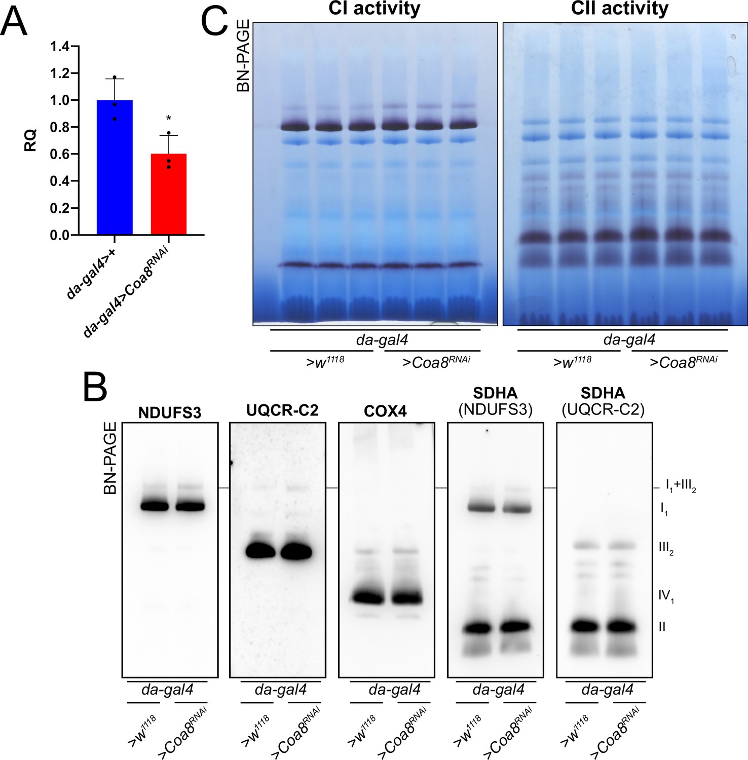 Structural rather than catalytic role for mitochondrial