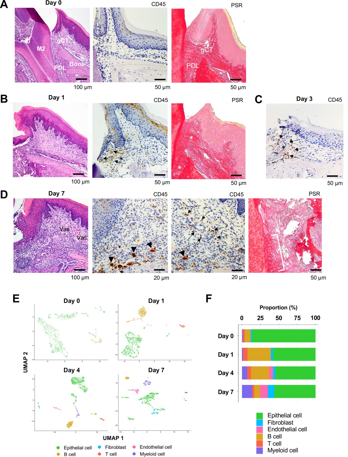 Figures And Data In Mouse Gingival Single Cell Transcriptomic Atlas