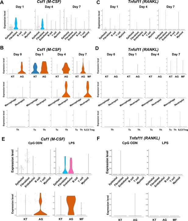 Mouse Gingival Single Cell Transcriptomic Atlas Identified A Novel