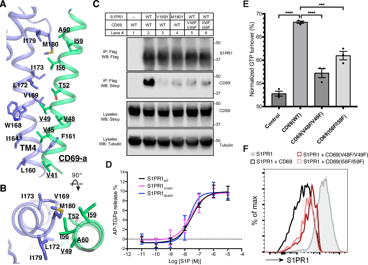 Transmembrane protein CD69 acts as an S1PR1 agonist