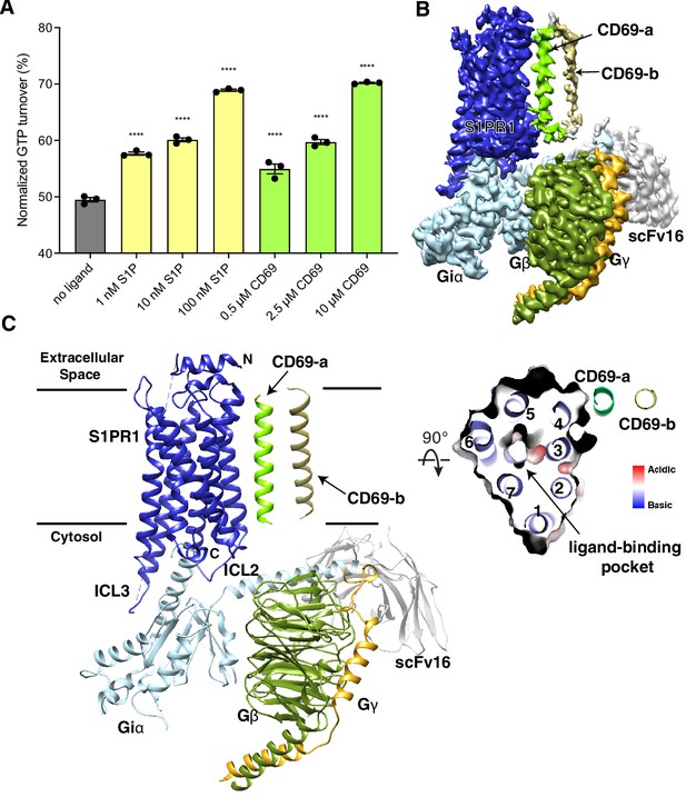 Transmembrane protein CD69 acts as an S1PR1 agonist | eLife