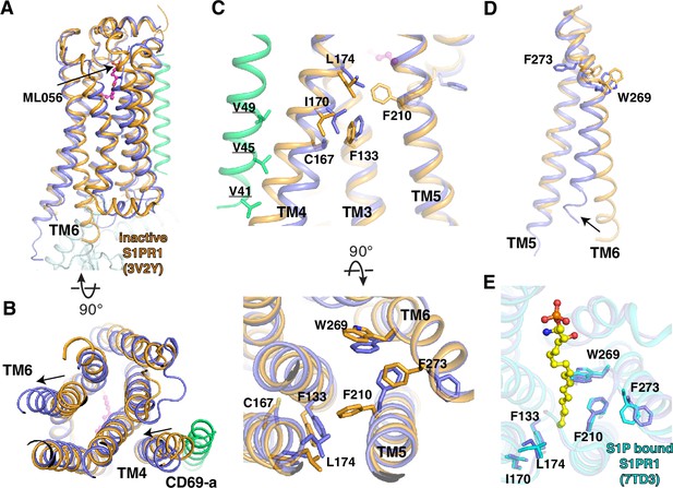 Transmembrane protein CD69 acts as an S1PR1 agonist | eLife