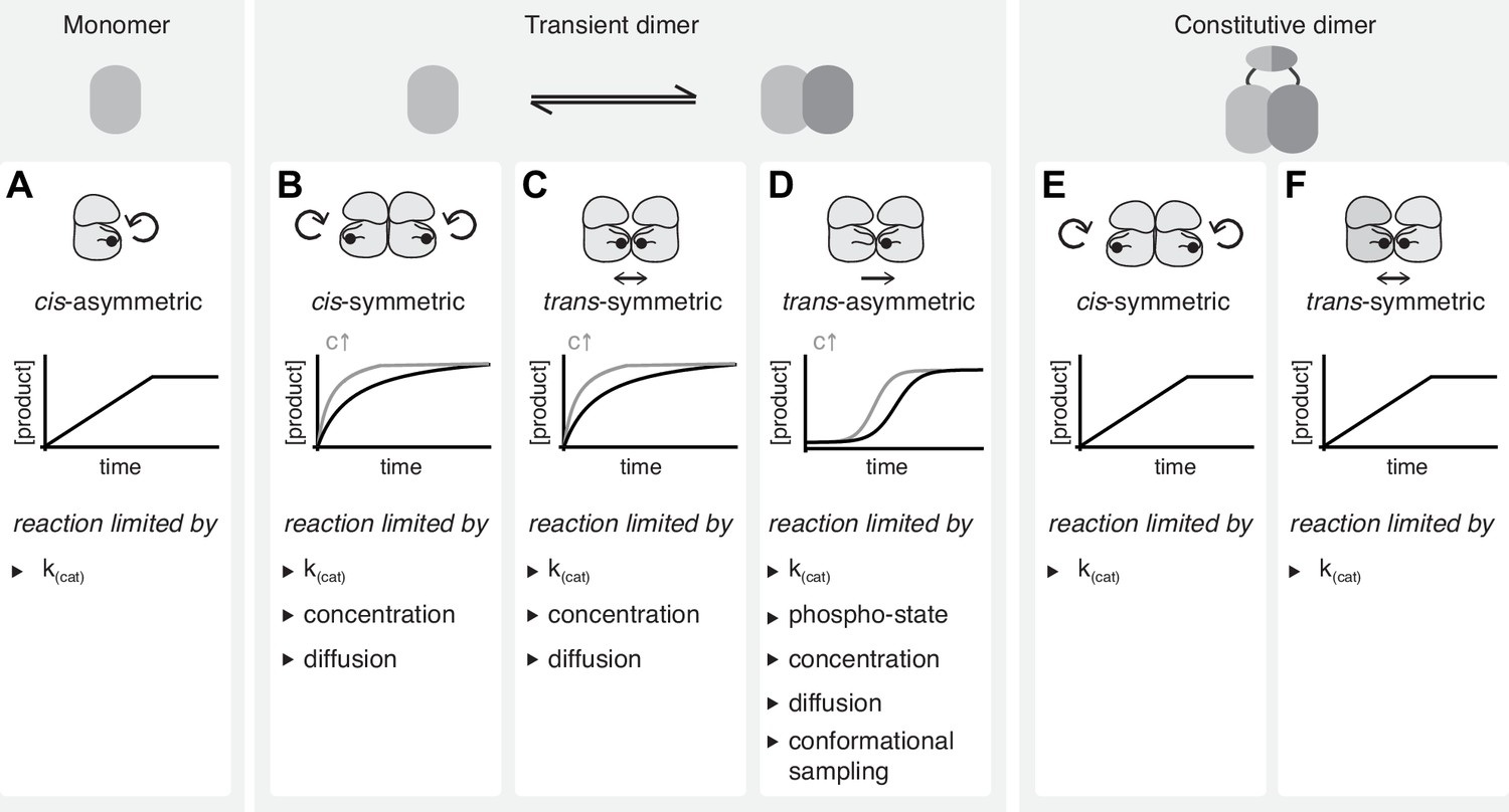 A critical evaluation of protein kinase regulation by activation 