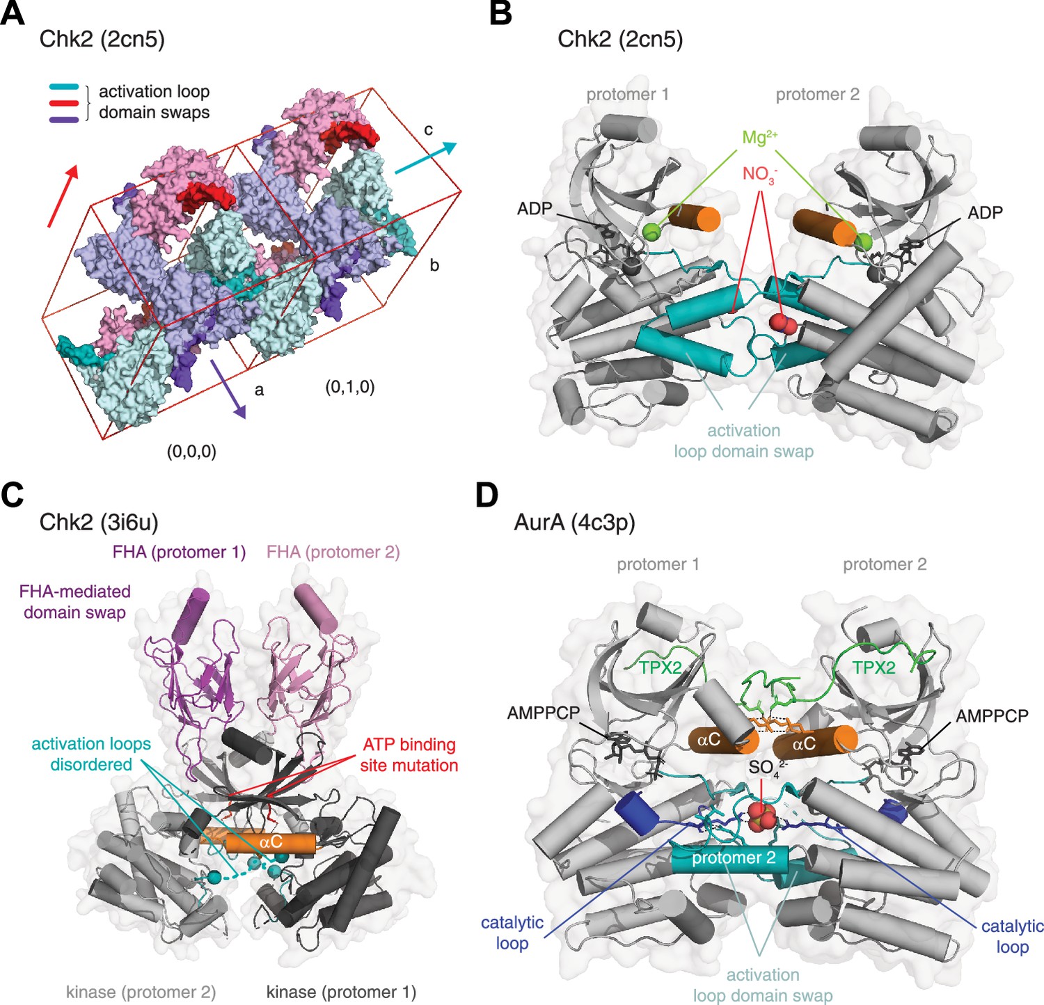 A critical evaluation of protein kinase regulation by activation 