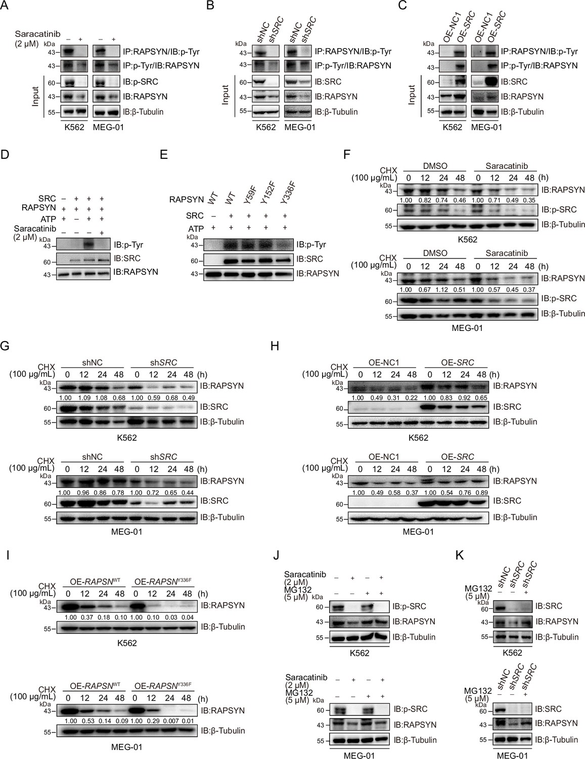 RAPSYN-mediated neddylation of BCR-ABL alternatively determines the ...