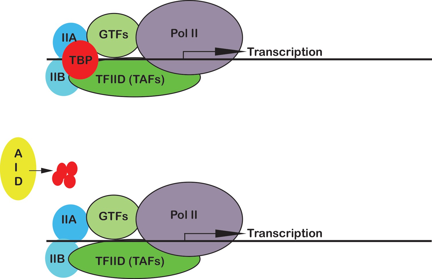 Gene Expression: Getting Off To A Good Start | ELife