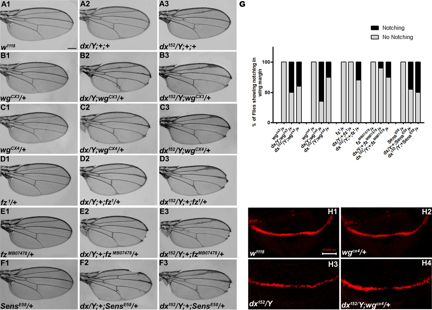 Figures and data in E3 ubiquitin ligase Deltex facilitates the ...