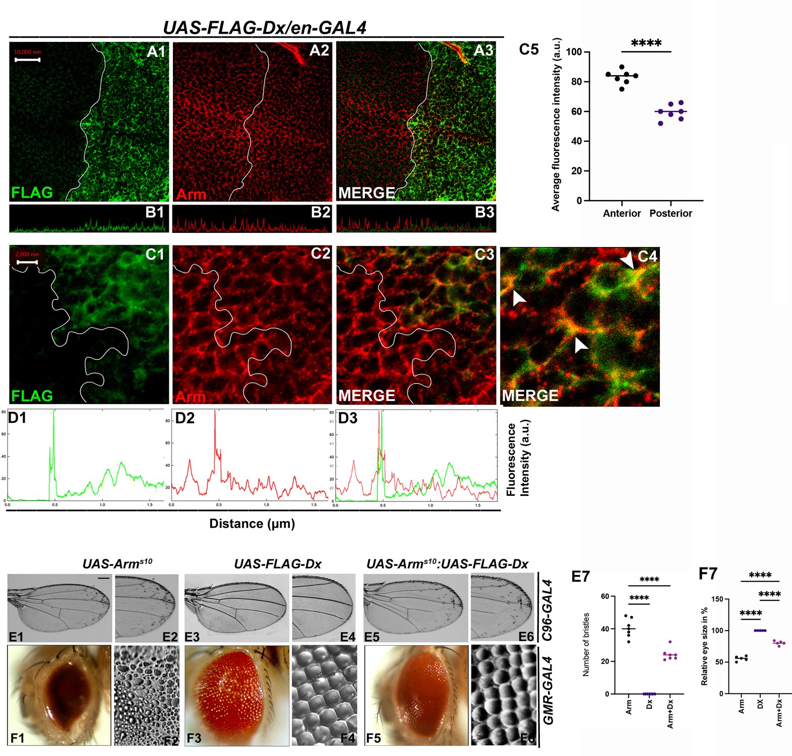 E3 ubiquitin ligase Deltex facilitates the expansion of Wingless ...