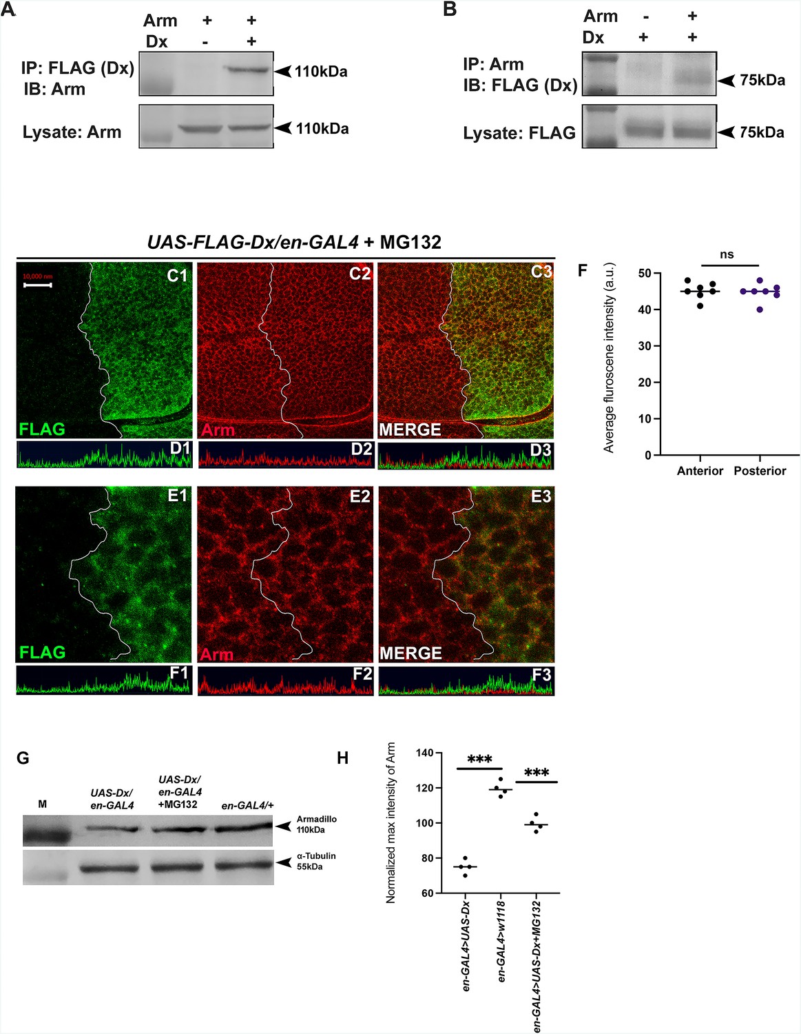 E3 ubiquitin ligase Deltex facilitates the expansion of Wingless ...