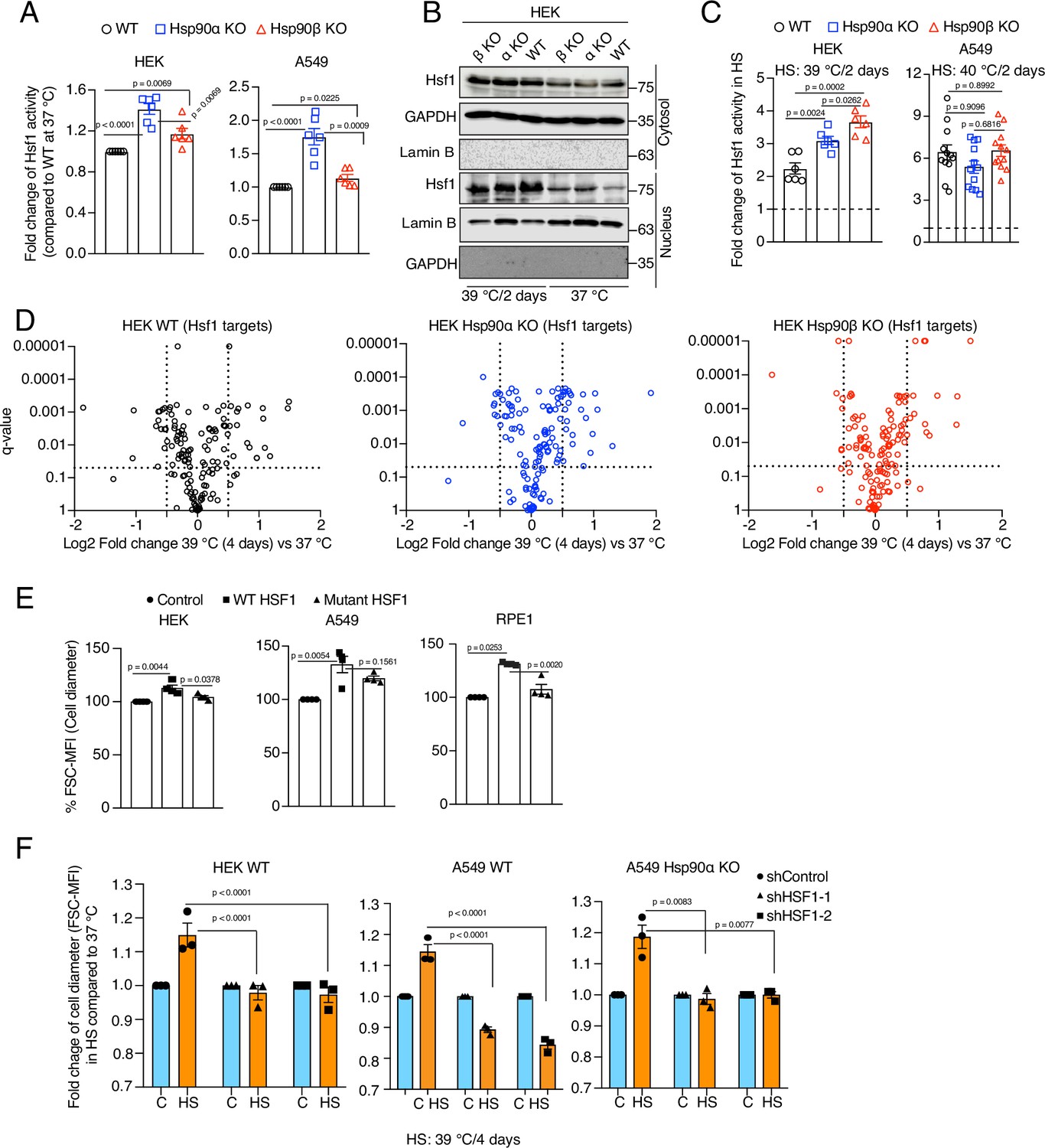 Hsf1 and the molecular chaperone Hsp90 support a ‘rewiring stress ...