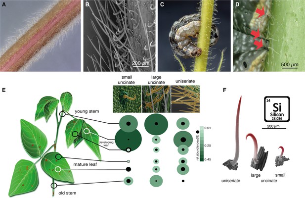 The push–pull intercrop Desmodium does not repel, but intercepts and ...