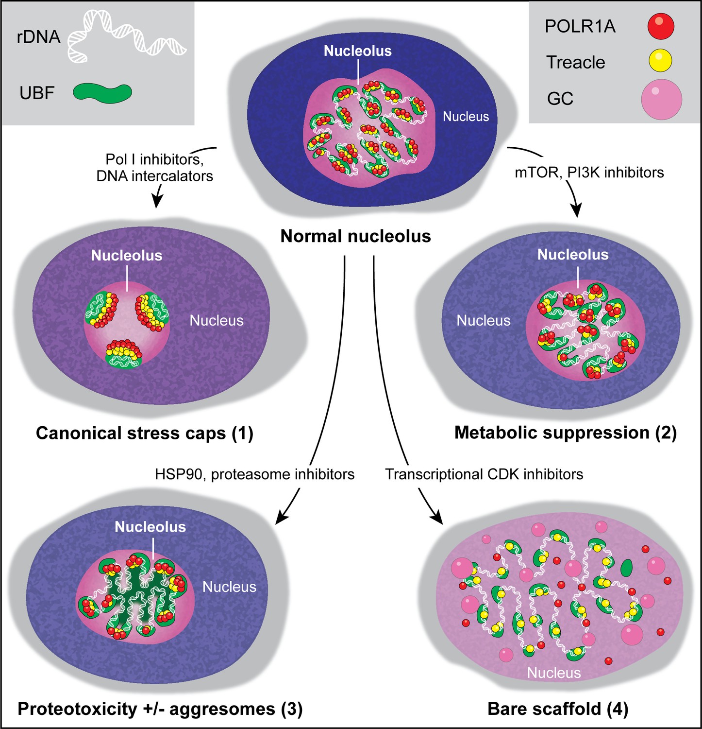 Distinct states of nucleolar stress induced by anticancer drugs