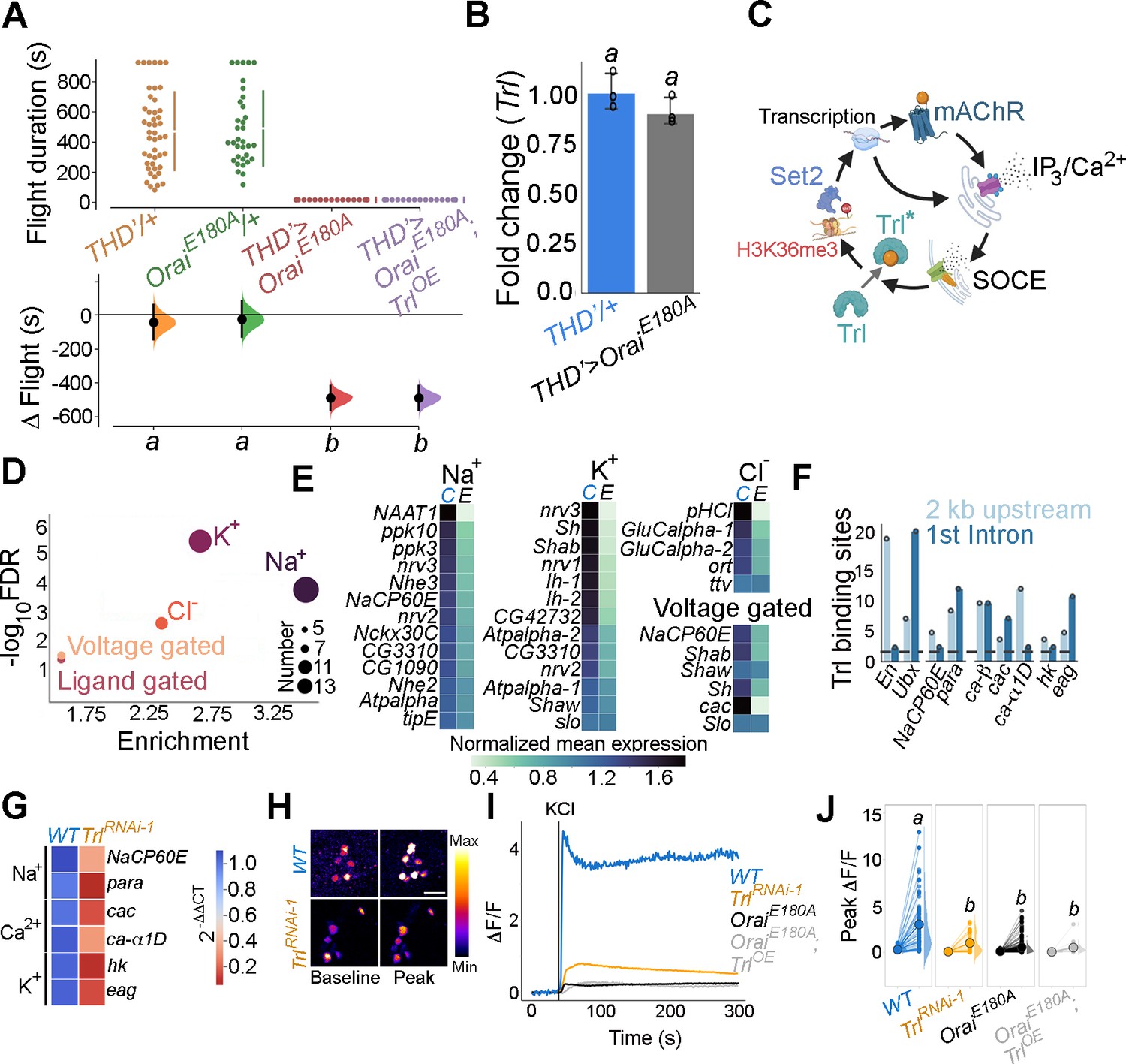 Orai Mediated Calcium Entry Determines Activity Of Central Dopaminergic