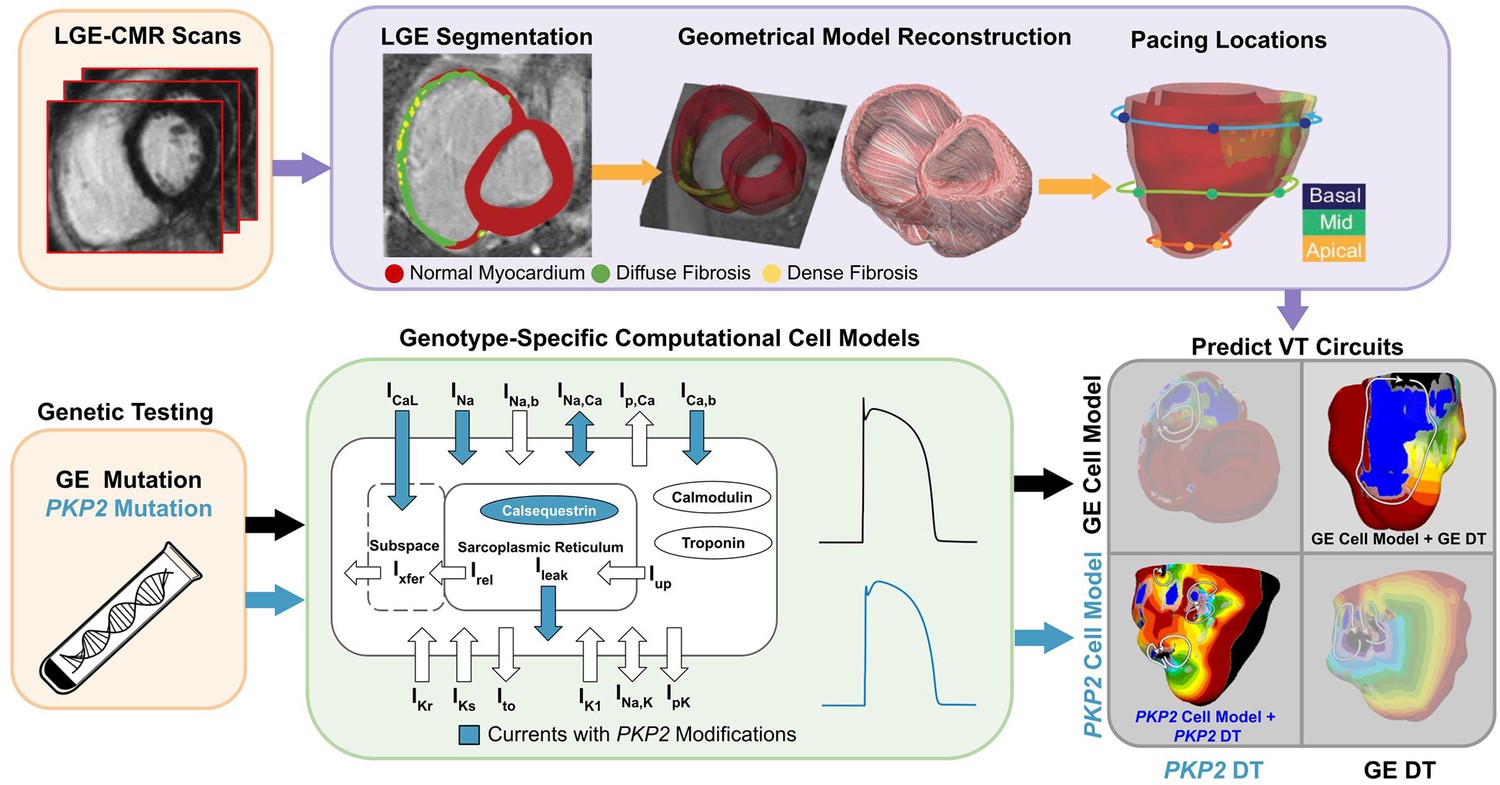 Frontiers  Prediction of Cardiac Mechanical Performance From Electrical  Features During Ventricular Tachyarrhythmia Simulation Using Machine  Learning Algorithms