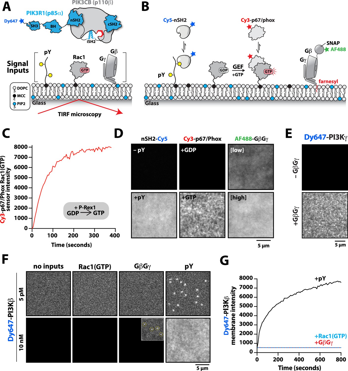 Figures And Data In Molecular Dissection Of Pi3kβ Synergistic 