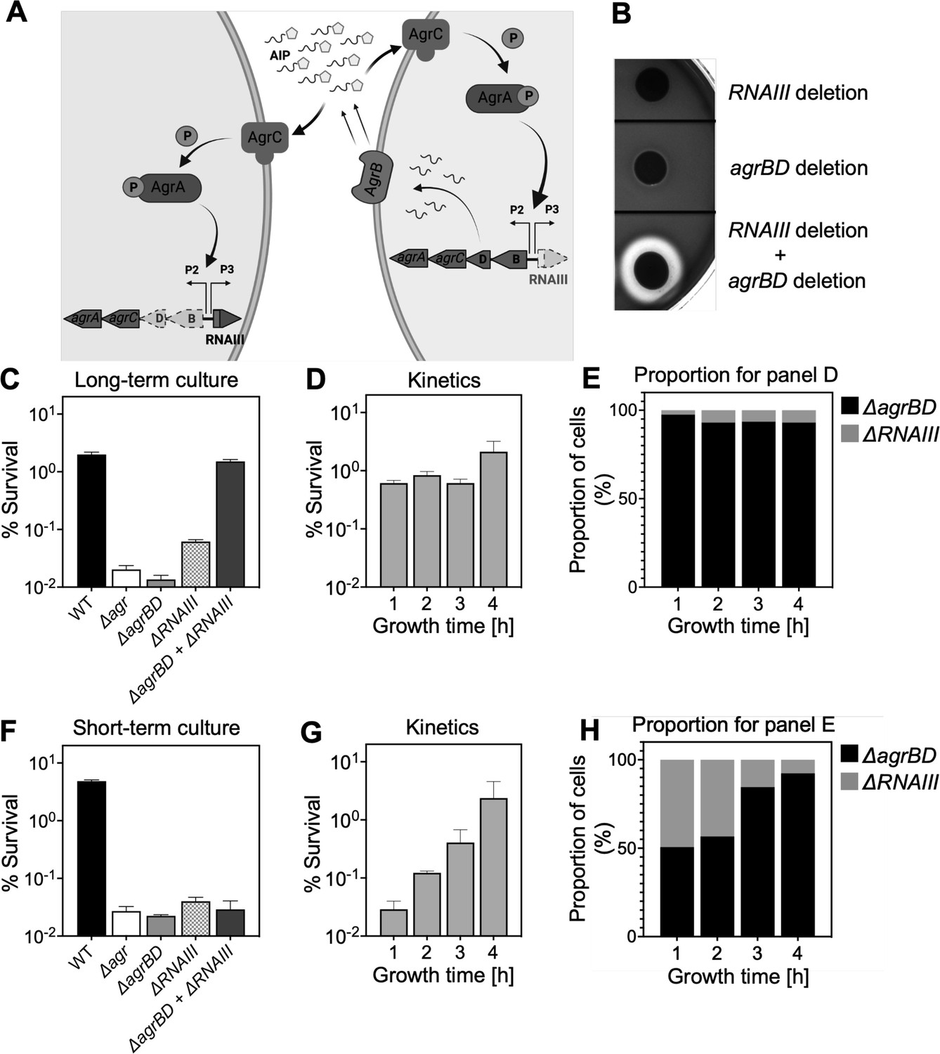 Quorum-sensing agr system of Staphylococcus aureus primes gene ...