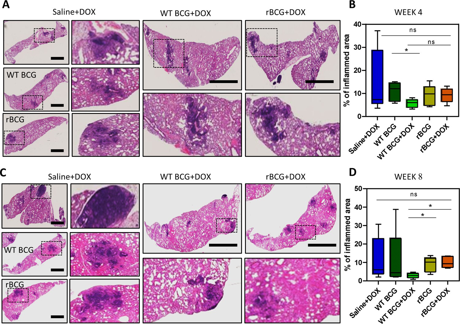 A modified BCG with depletion of enzymes associated with peptidoglycan ...