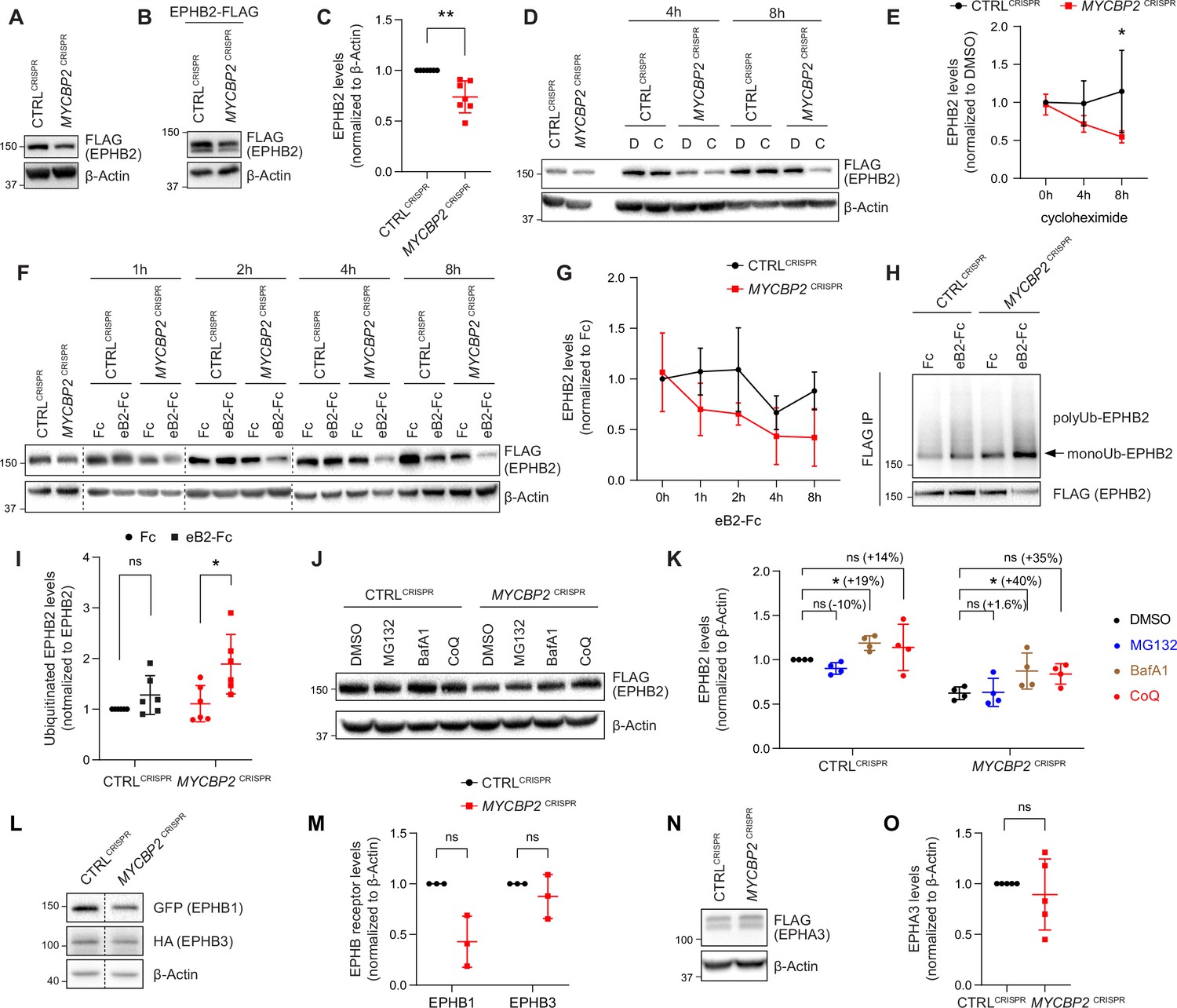 Ubiquitin Ligase And Signalling Hub Mycbp Is Required For Efficient