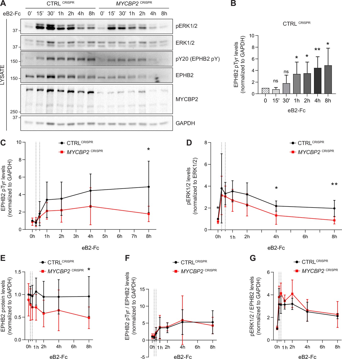 Ubiquitin ligase and signalling hub MYCBP2 is required for efficient ...