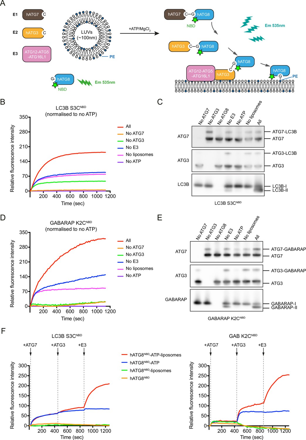 Figures and data in Autophagosome membrane expansion is mediated by the N-terminus and cis-membrane association of human ATG8s eLife