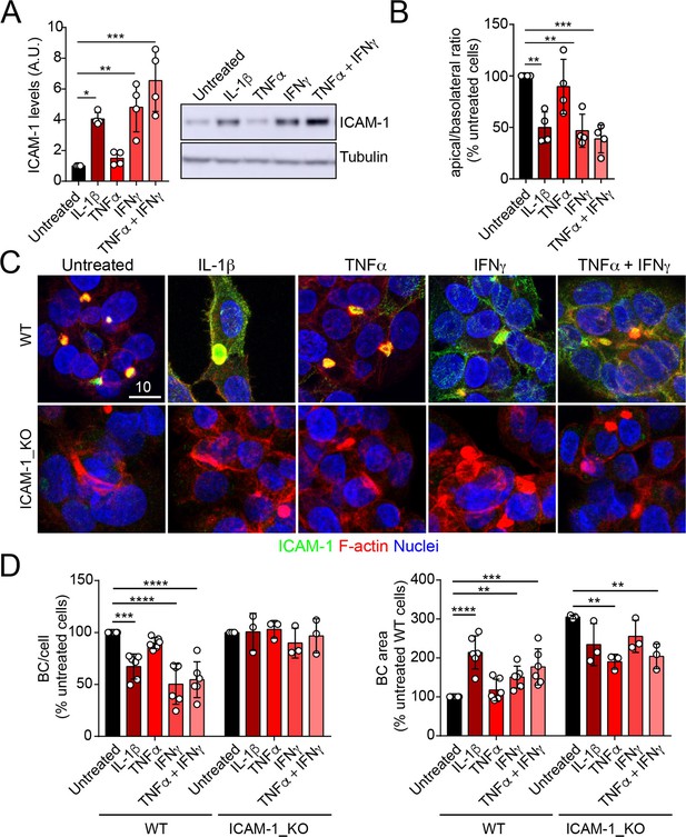 ICAM-1 nanoclusters regulate hepatic epithelial cell polarity by ...