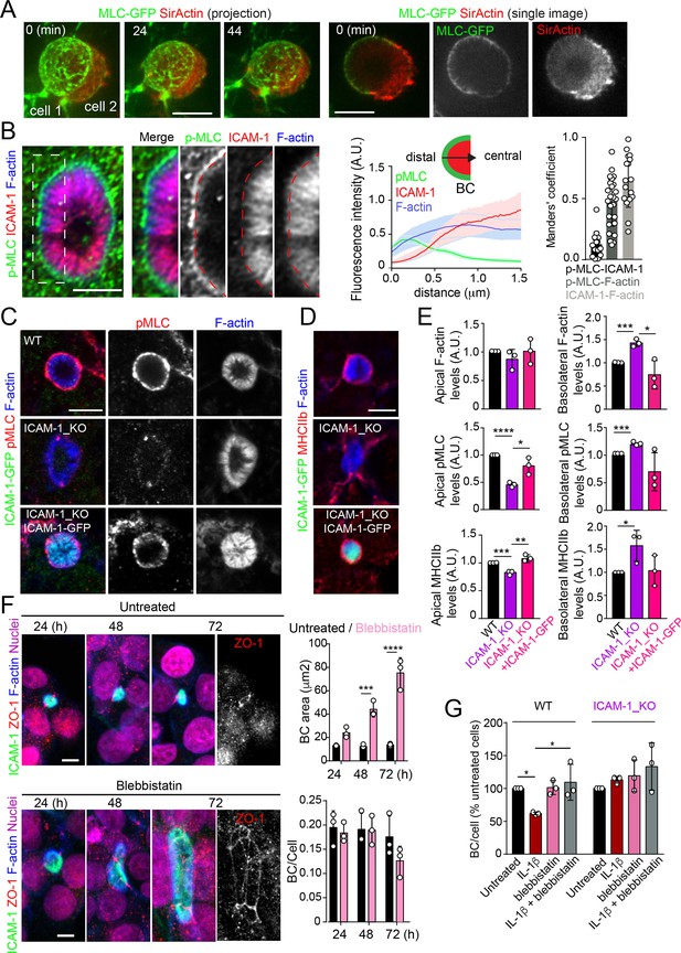 Icam Nanoclusters Regulate Hepatic Epithelial Cell Polarity By