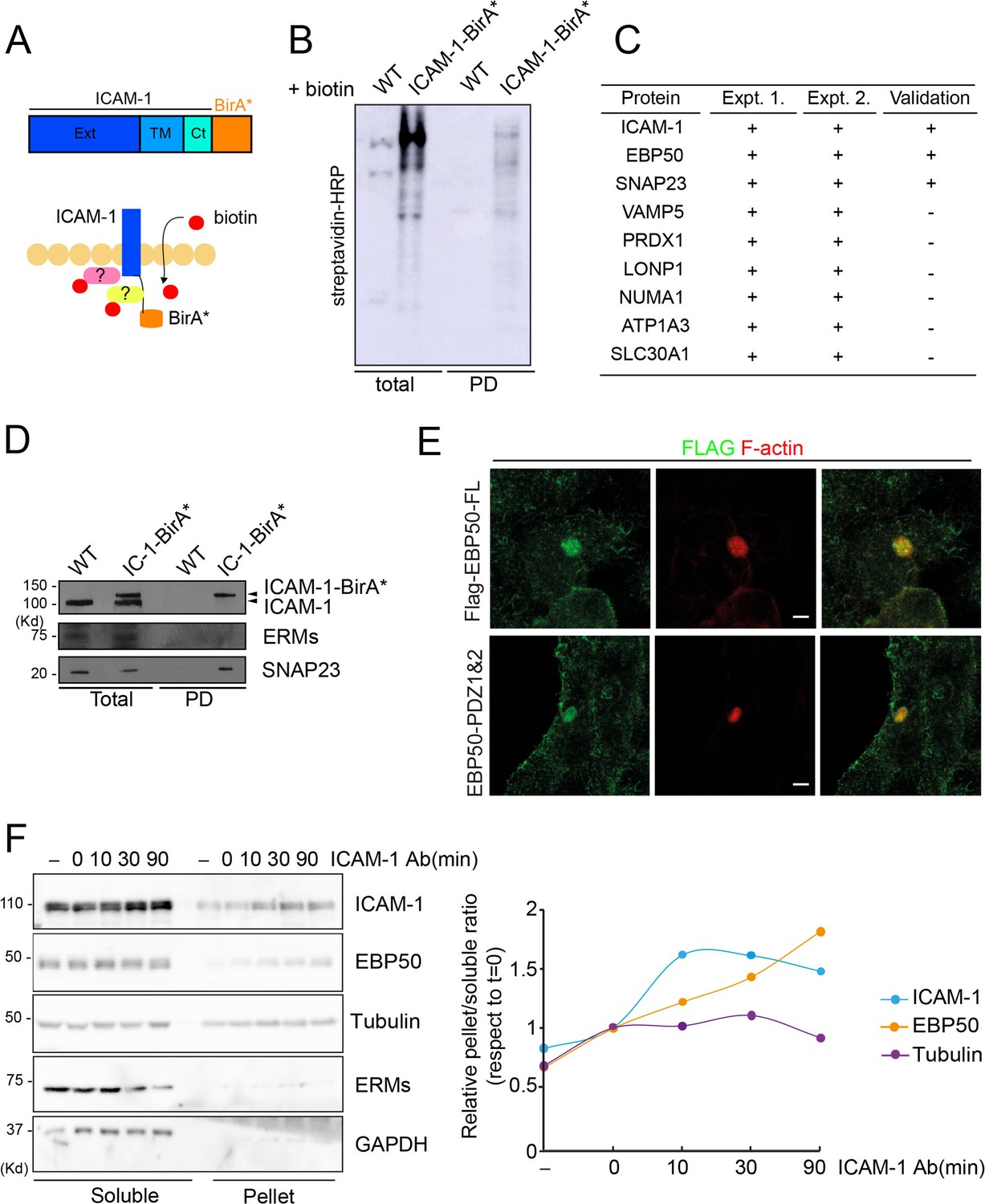 Figures And Data In Icam Nanoclusters Regulate Hepatic Epithelial