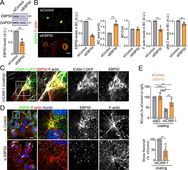 ICAM-1 nanoclusters regulate hepatic epithelial cell polarity by ...