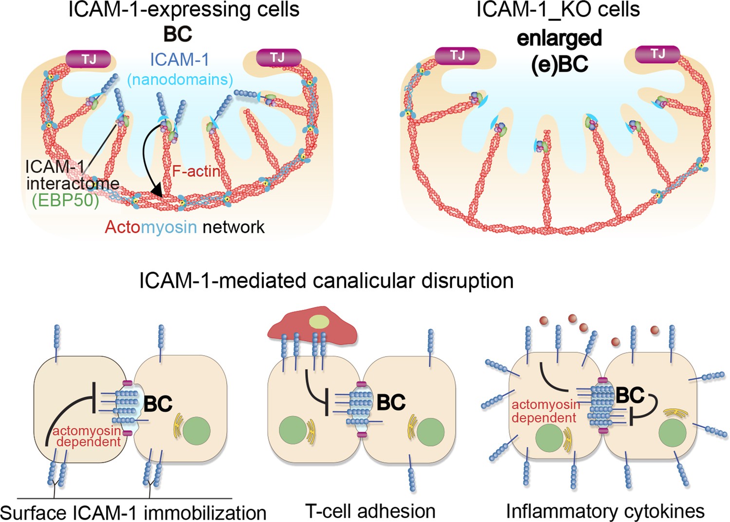 ICAM-1 nanoclusters regulate hepatic epithelial cell polarity by